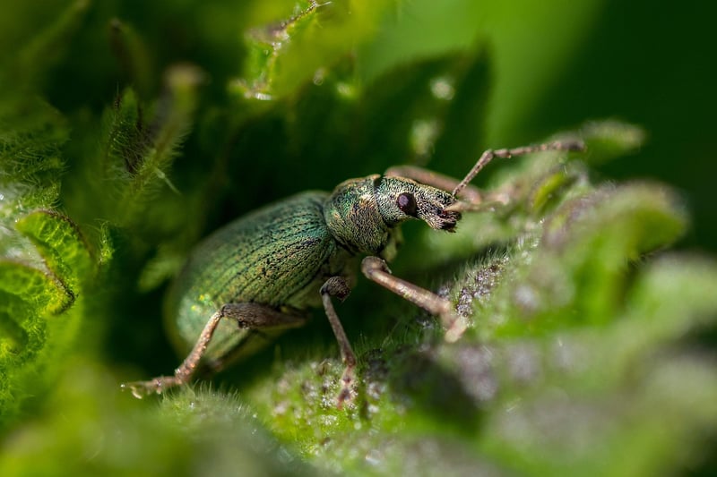 Organic Pest Solutions