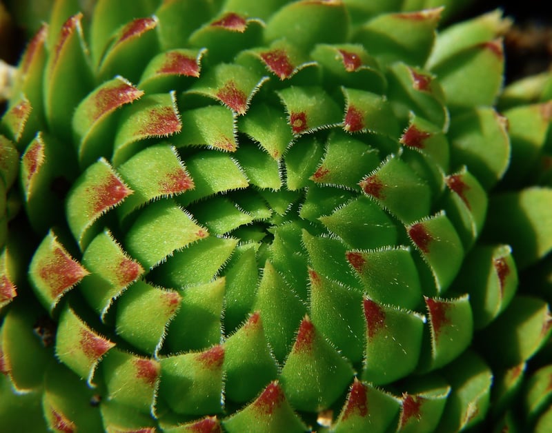 Succulent Varieties