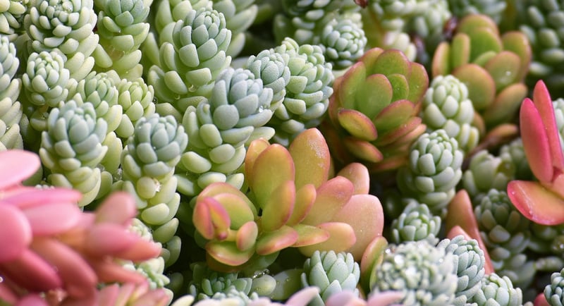Tiny Planters
