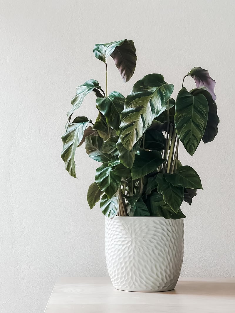 Apartment Gardening